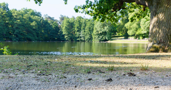 Hangeweiher G&auml;nseschei&szlig;e